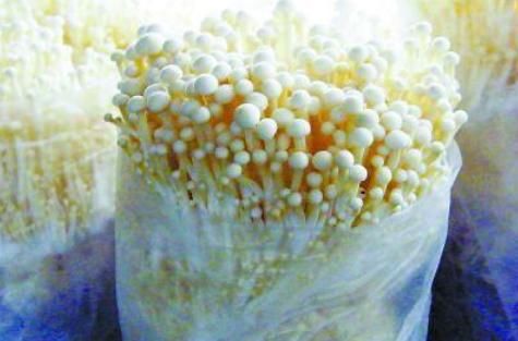  [容器]金针菇根部不要扔？种在花盆里，7天之后大变样，吃完一茬又一茬