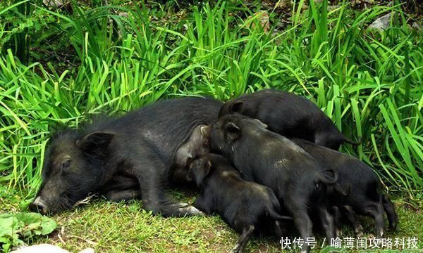  #我国人口#农村这5个行业看似不起眼，市场前景却不错，干得好都