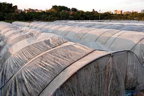 给农作物加衣 东阳农业局上门指导防寒防冻工作