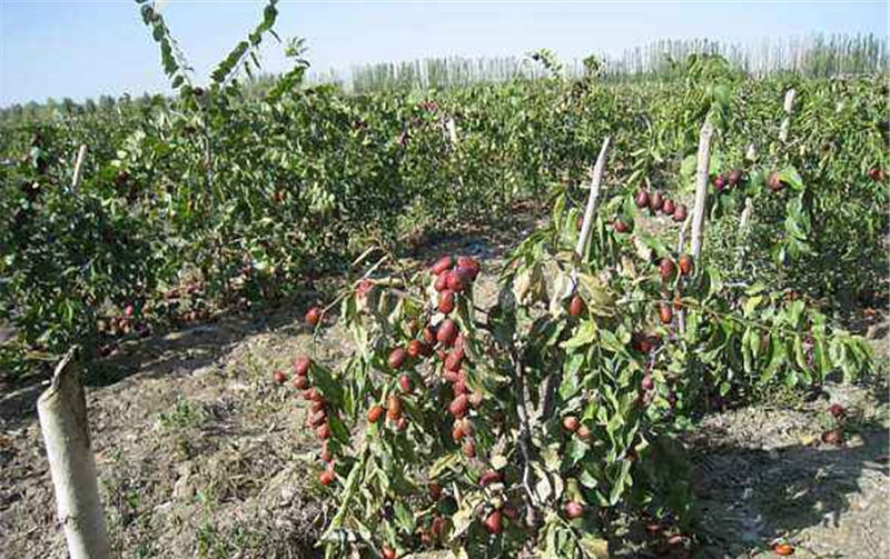  果子@刚成熟就被订购，果农却迟迟不敢发货，这果子怎么了？