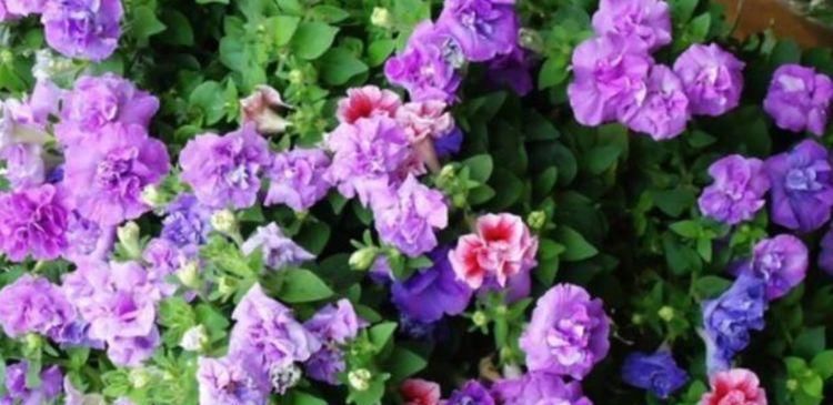  开起|阳台最适养4种花，开起花来“拦”不住，美不胜收，你养了吗
