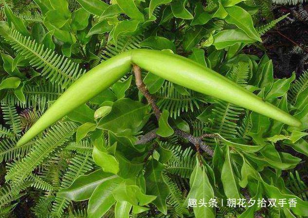  #农村#农村常见的野草，农民朋友们很讨厌，殊不知可以入药使用