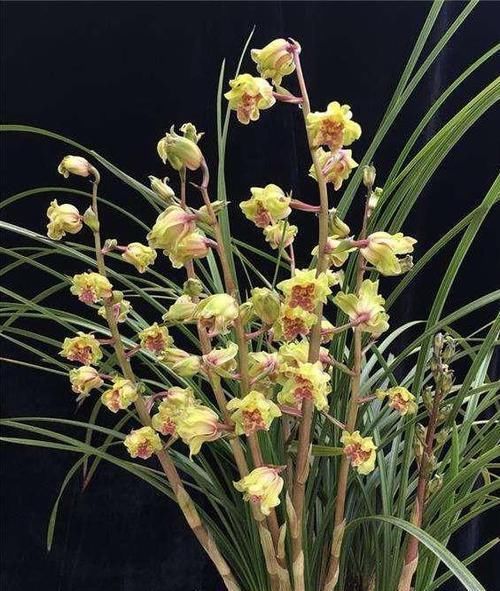  『值得』此兰寓意吉祥，花量最大，花色高贵无比，香气浓烈，最值得入手