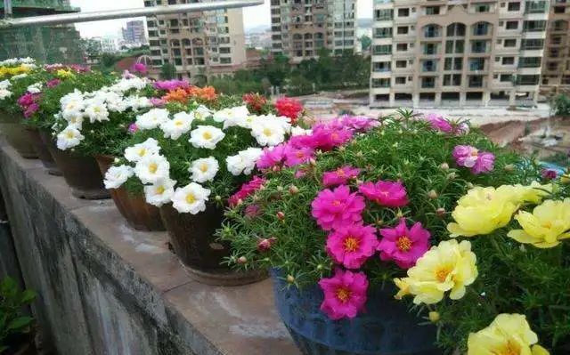  「适合」适合懒人养的花,养成轻松成本低!