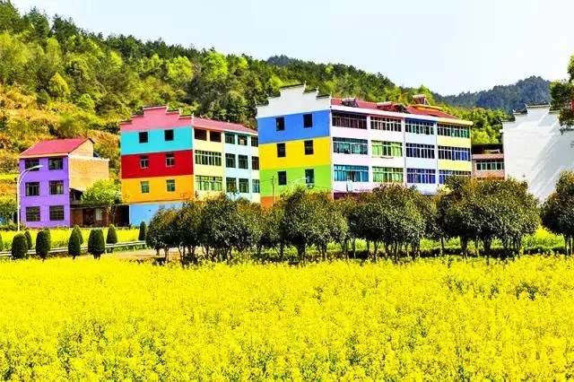 中国最美的油菜花海,油菜花逐渐“染黄”了神州大地