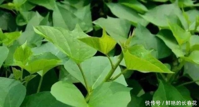 『蔬菜』农村4种“野菜”,以前没人爱,如今成高档蔬菜,想吃得花钱买