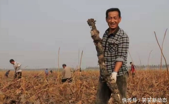  收购|亩产5000斤，种植成本1.5元每斤，收购商1元也不愿给，农民