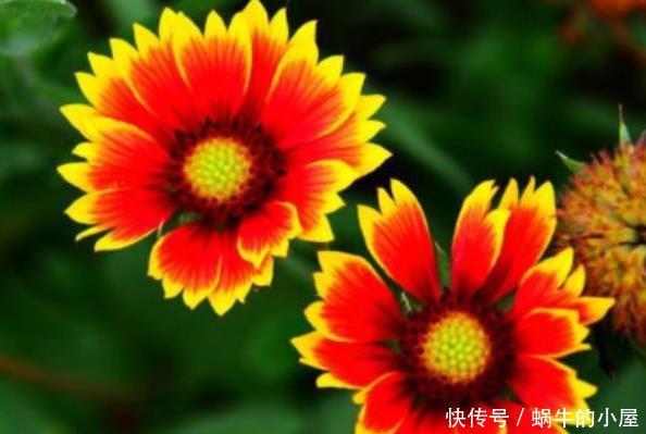 『漂亮』适合夏天养的花卉,枝繁叶茂开花爆盆,花大色艳花期长,漂亮极了