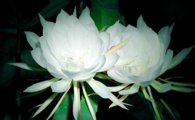  『永远』盆栽昙花叶片枯黄无花，不知道这四点原因，永远见不到花开