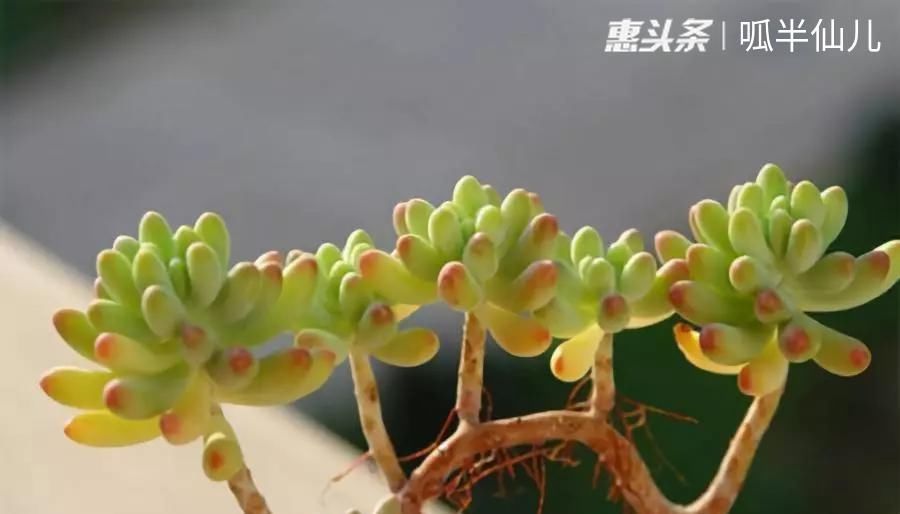 #上名#傻傻分不清的多肉,就看它这儿,一眼就能叫上名!