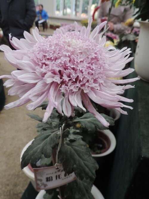  养盆■喜欢菊花，不如养盆“菊中精品”粉托桂，似精灵小公主，活泼可爱