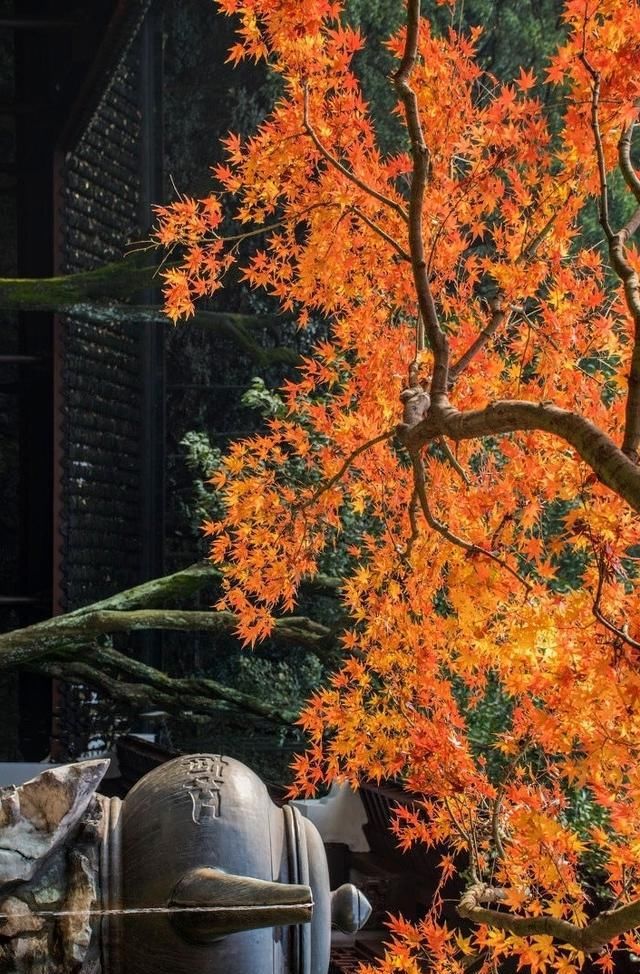 红枫片片,暖了初冬