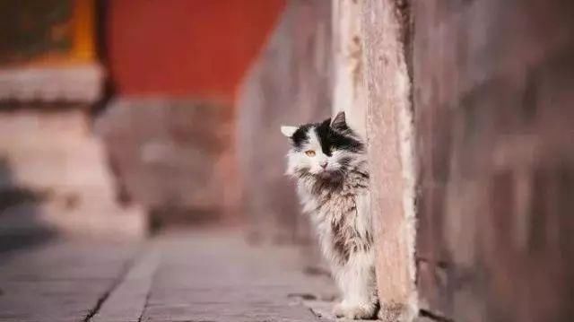 走!去故宫吸猫,181只皇家猫全都撸一遍