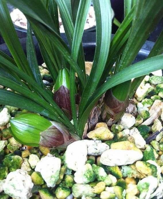  金奖：在山里挖的野草，多次获得兰花“金奖”，誉为：中国兰花第一红