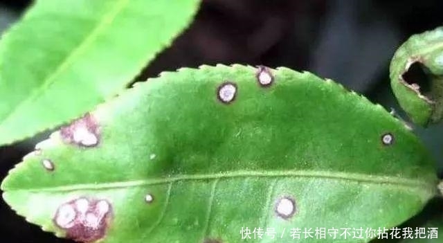  『发生』匪夷所思, 好端端的植物叶尖和叶缘发生枯焦, 这可怎么办?