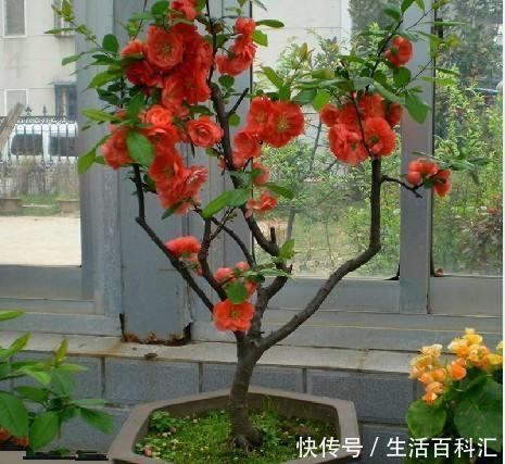  【花芽分化】海棠花只长叶子不开花，找对原因很重要，花朵才能嗖嗖冒