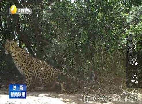 陕西：珍稀动物频频入境 生态系统持续修复
