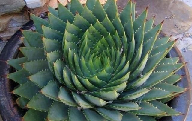 「时间」这种多肉植物,养得越久越贵,形状像“螺旋”,温差大容易上色