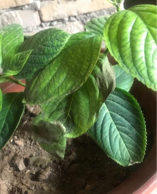  『放错』7种花耐荫花，放错位置不用一周就黄叶！