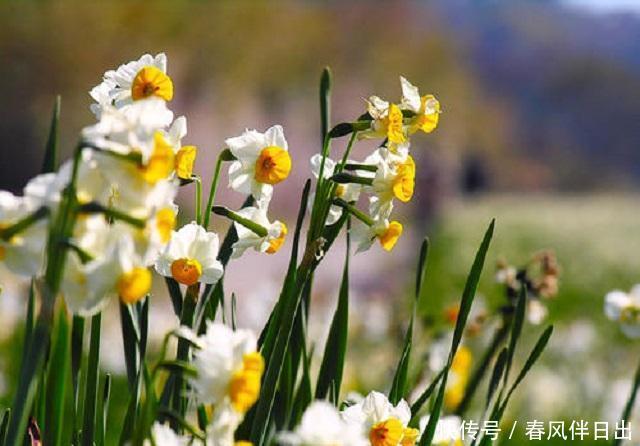#适合#春天里,3种花最适合养护,外形优美花香浓郁,关键成活难度超低