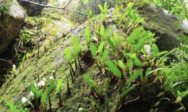  「橄榄」石橄榄,多生长在石缝中,是一种很好的药材,煲汤有很好养生作用