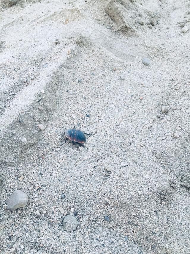 农村常见的1种虫子，是一种药材，见到了别扔掉！