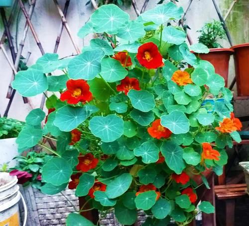  『旱金莲』3种生长快、易开花的植物，轻松打造阳台“小花园”