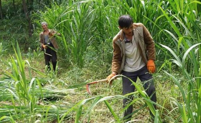  地上■亩产量可达十几吨，丢地上就能活砍掉还会继续长，却只能
