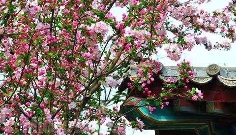 「追捧」花园种上这“2种”花，镇宅还养人，越养越贵，受人追捧！