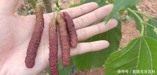  「不少」一年采果6次，亩产5000斤，比桑葚颜值高还贵5倍，农民可种植吗？