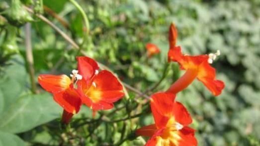  火龙果皮|5月底，给“橙红茑萝”喂点“开花水”，一根枝爬满墙，红花蹿爆