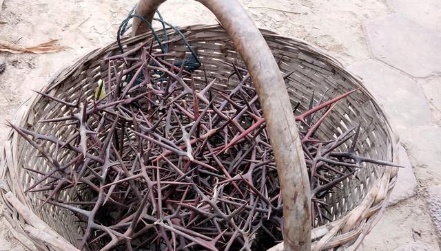  「皂角树」农民几年前种植皂苷时，皂苷当时30元1斤，但现在面临