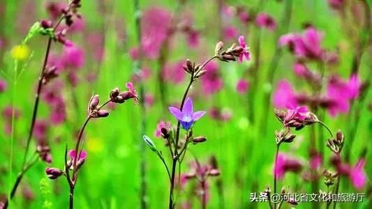  [春天]王母山春日美景图，每一帧都好看！