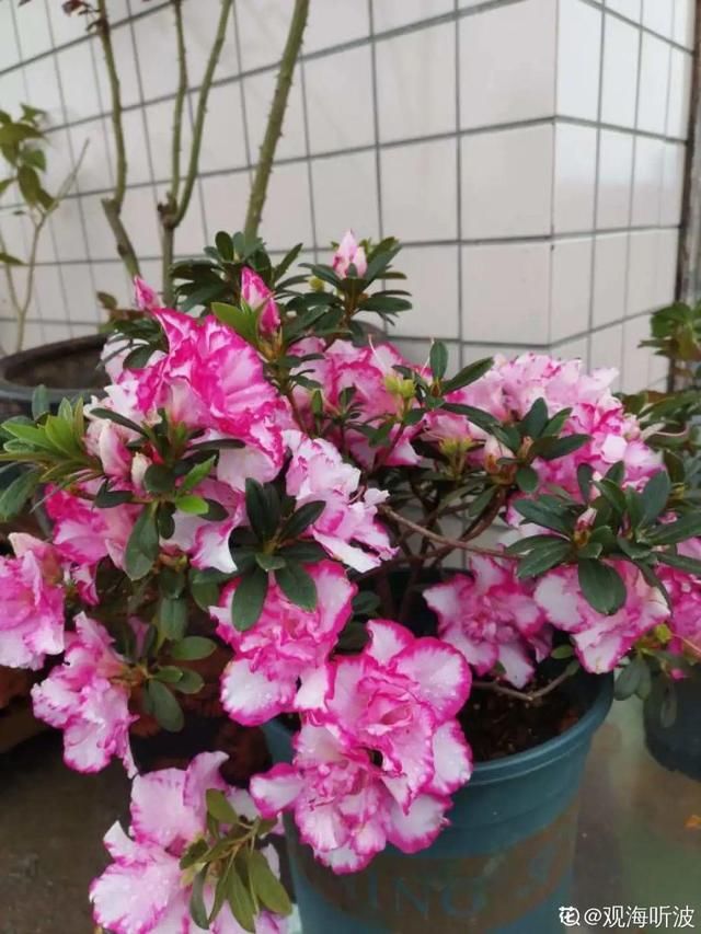 放在光照好的地方多■20种花,春天最爱疯长,爬满墙、爆开花,疯狂刹不住闸!