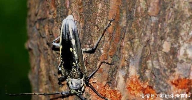 如果树木上有这种痕迹，那么你要小心了，可能是天牛在这产卵了