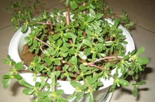  『家里』3种长得丑的植物，很多人嫌弃，但聪明人会养，难怪越来越健康！