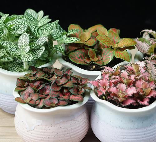  『家里』在家里扦插这3种植物，简单好管理、实用易生根