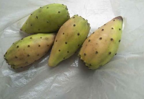  「大过年」大过年的，撸点多肉叶子，“清炒肉丝”？切记！多肉不能食用