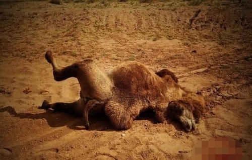 为什么在沙漠中，渴死的骆驼不能碰？真相揭开，让人不相信