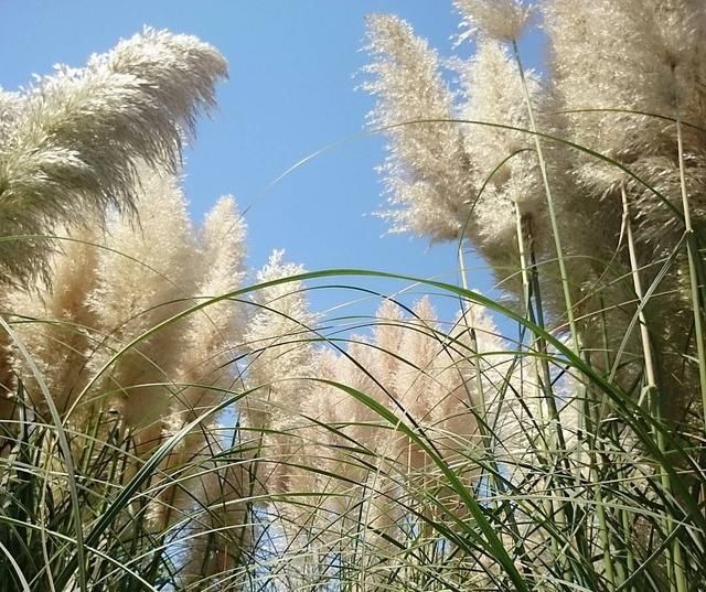 把这些“野草”搬进花园，感受一年四季的自然野趣