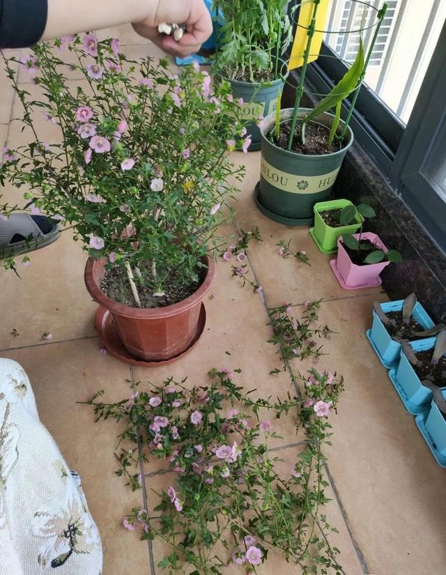  「照好的地方」3种花，开败后狠心剪个秃头，下次开花会更猛