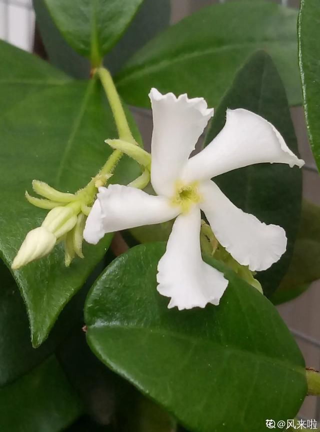  开出漂亮■阳春三月，出门踏青，原来有这么多漂亮花！