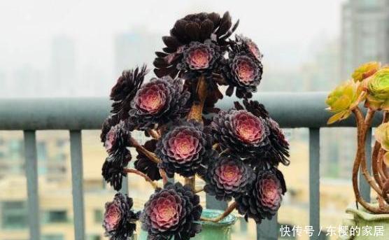 『要视』养多肉法师,浇水要视“季节”而定,可不能乱浇水!