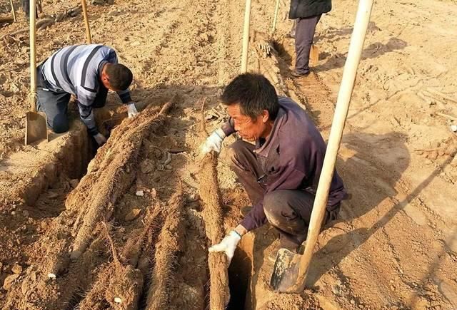  #去年#去年卖到6元，今年商贩2元1斤都不给，农民感慨还没小工赚得多