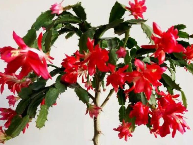  夏季■叶仙嫁接的蟹爪兰，夏季应该怎么养？有“1点”是必须要知道的