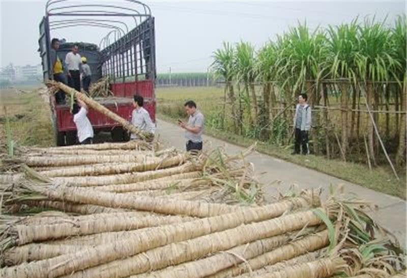  南方：南方多地淘汰的作物，如今一斤4元，整棵都能卖，还能种吗