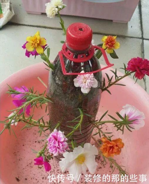  『执着的花盲』养花技巧：这5种花现在扦插，下个月就开花，千万别错过时机！