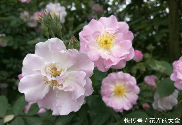 【艳丽】喜欢在家中养护漂亮花卉,就选这“5种花”,花开艳丽,开花爆盆