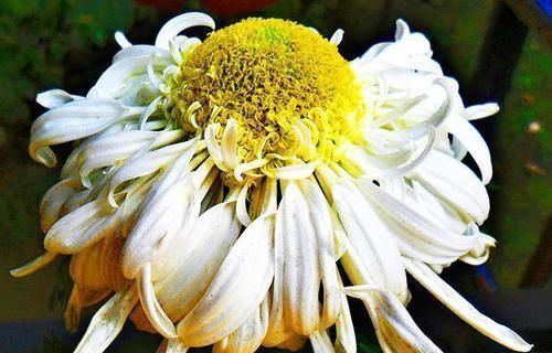  #牡丹#喜欢牡丹，不如试试“珍稀菊花”冰盘托桂，似金球银玉，美丽端庄