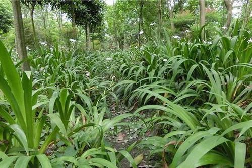  『荫蔽』扁竹根，别名蝴蝶花，生于较荫蔽而湿润的草地，花淡紫色或蓝紫色